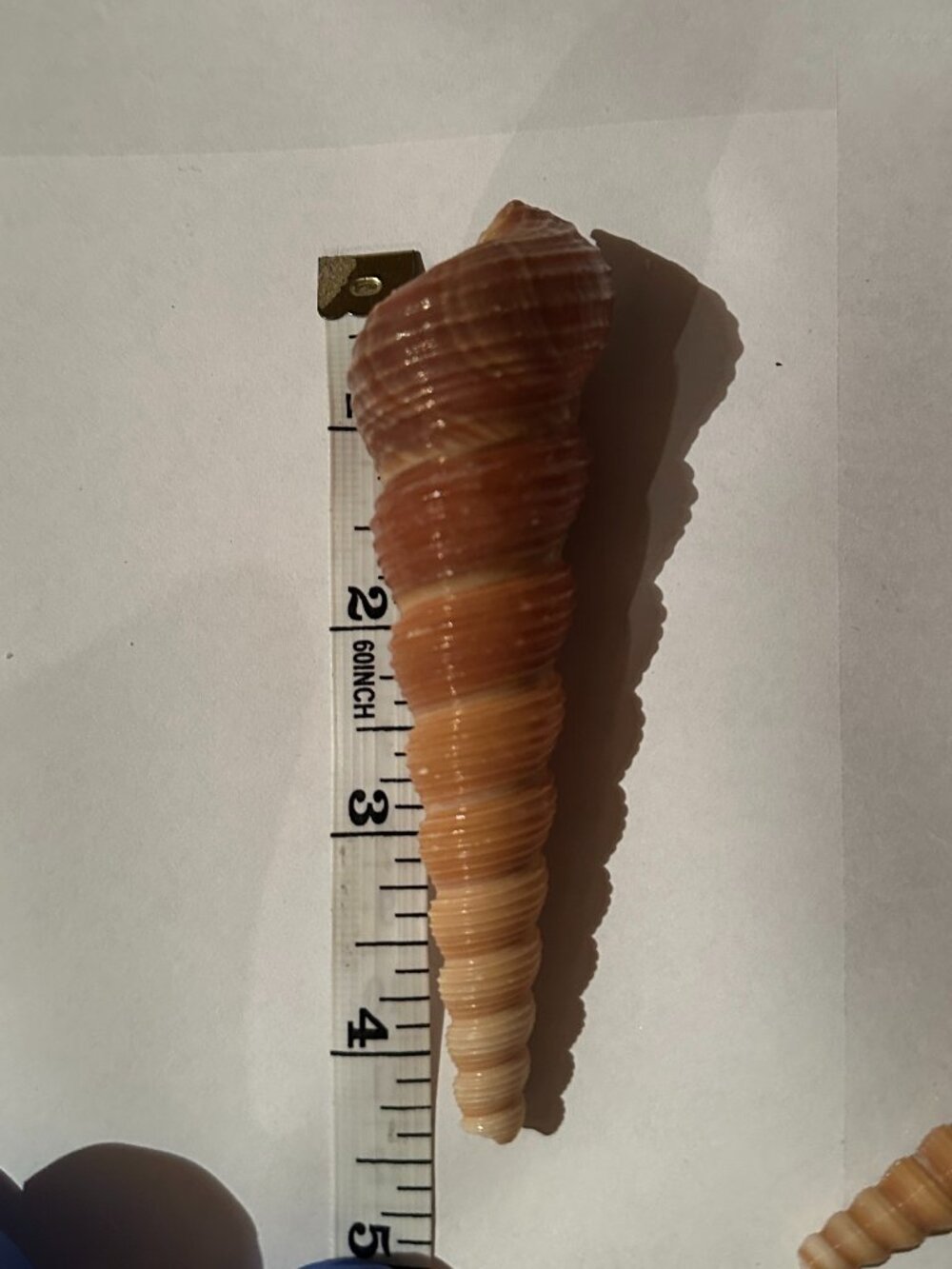 Florida Seashells - Picture 6 of 7